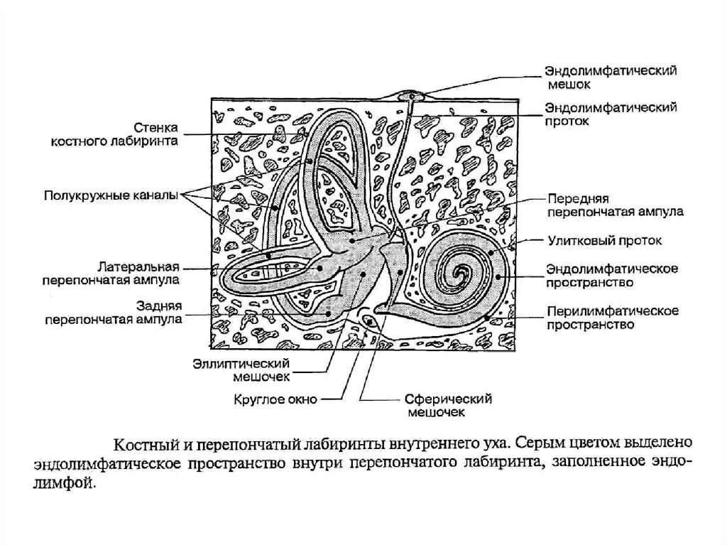 Перепончатый Лабиринт внутреннего уха строение. Эндолимфатическое пространство на схеме. Схема костного и перепончатого Лабиринта. Эндолимфатический проток. 3 отдела улитки