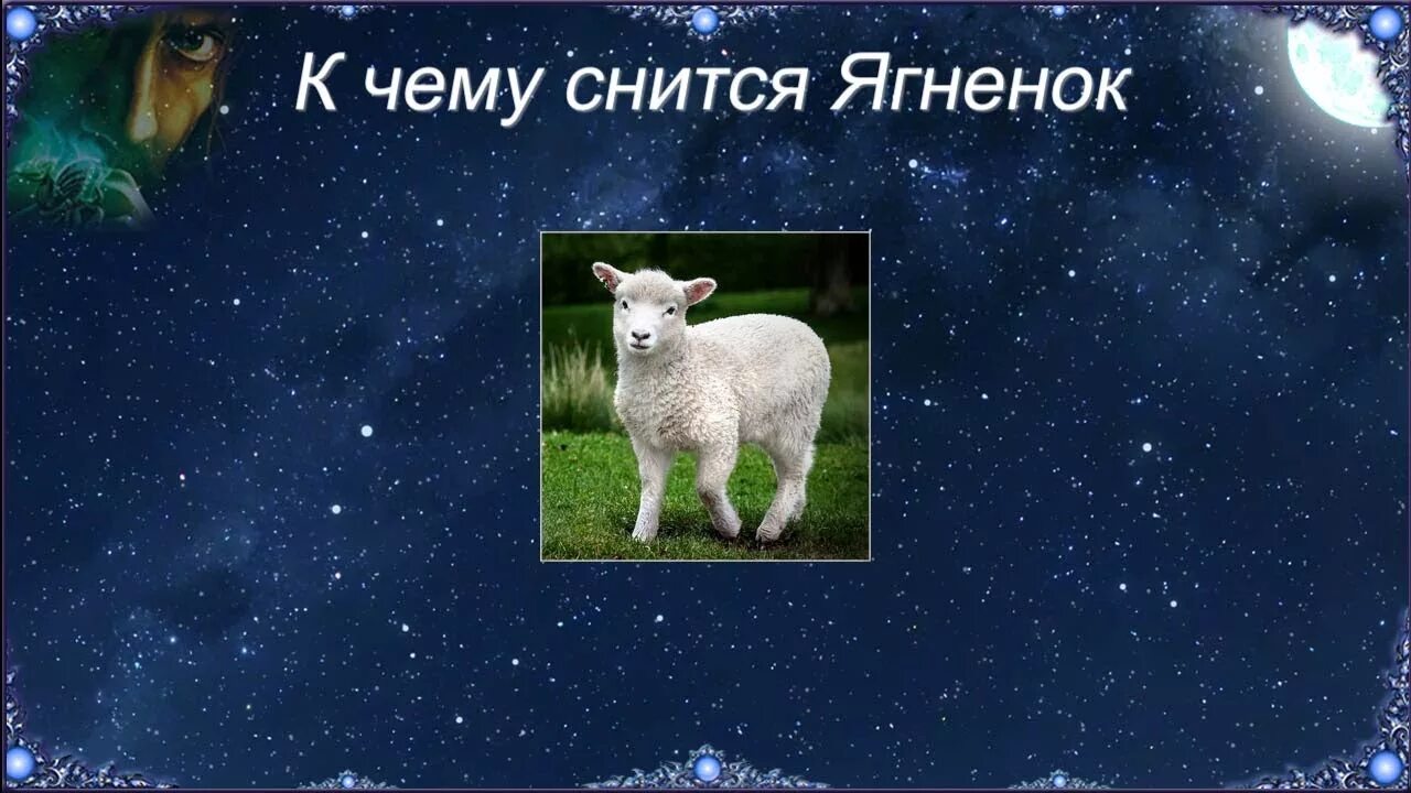 К чему снится баран. Исламский мусульманский сонник. Исламский сонник бараны. Сонник овца. Исламский сонник бараны.