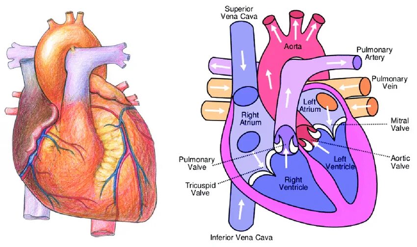 Cardiovascular system. Vena Cava Superior схема. Куда впадает Vena Cava Superior. Vena Cava Superior анатомия.