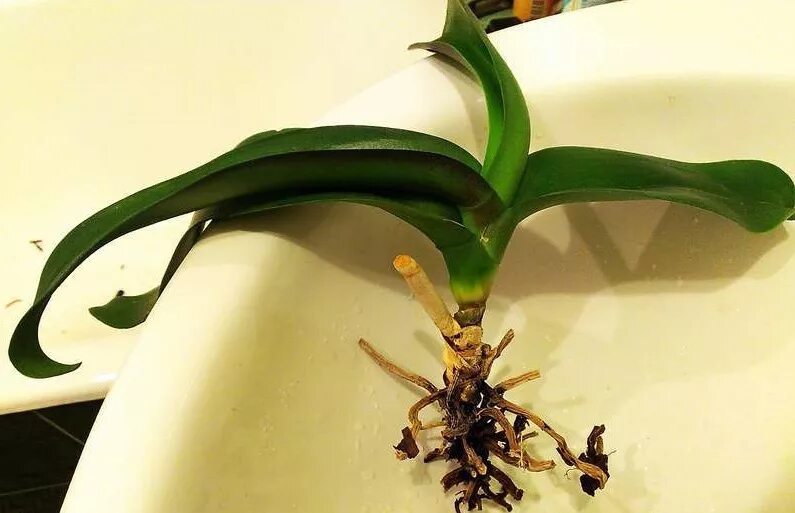 Как реанимировать растение. Орхидея фаленопсис сгнили корни. Орхидея фаленопсис корни. Здоровая Орхидея фаленопсис. Загнили корни у орхидеи.