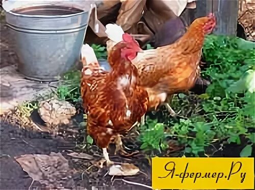 Куры линяют и не несутся осенью