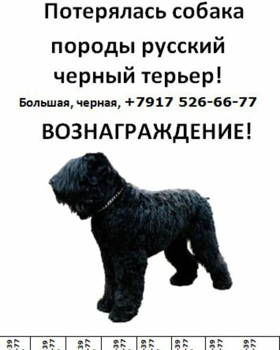 Чёрный терьер вес по месяцам таблица. Русский черный терьер рост и вес. Сколько весит русский терьер. Черный терьер стандарт. Немецкий черный терьер.