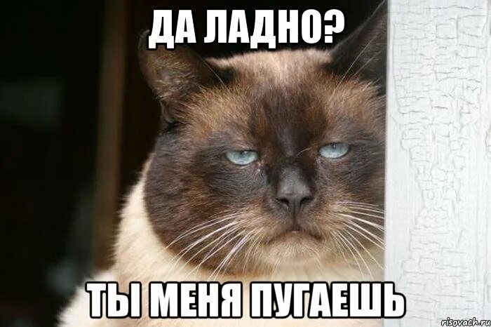 пр думали. пр думали. думает мем. пр думали. пр думали.