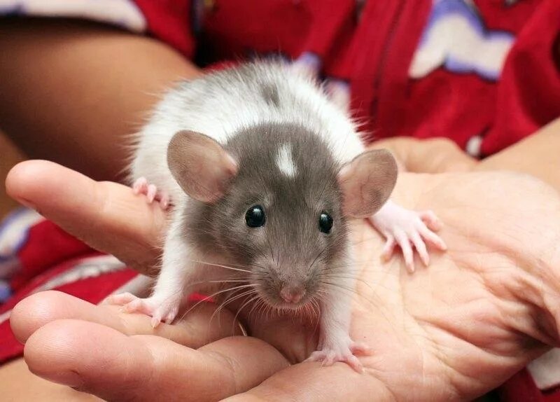 крыса домашняя маленькие. мозаичнохвостая крыса. белая декоративная крыса дамбо. декоративная крыса дамбо. декоративная крыса маленькая.