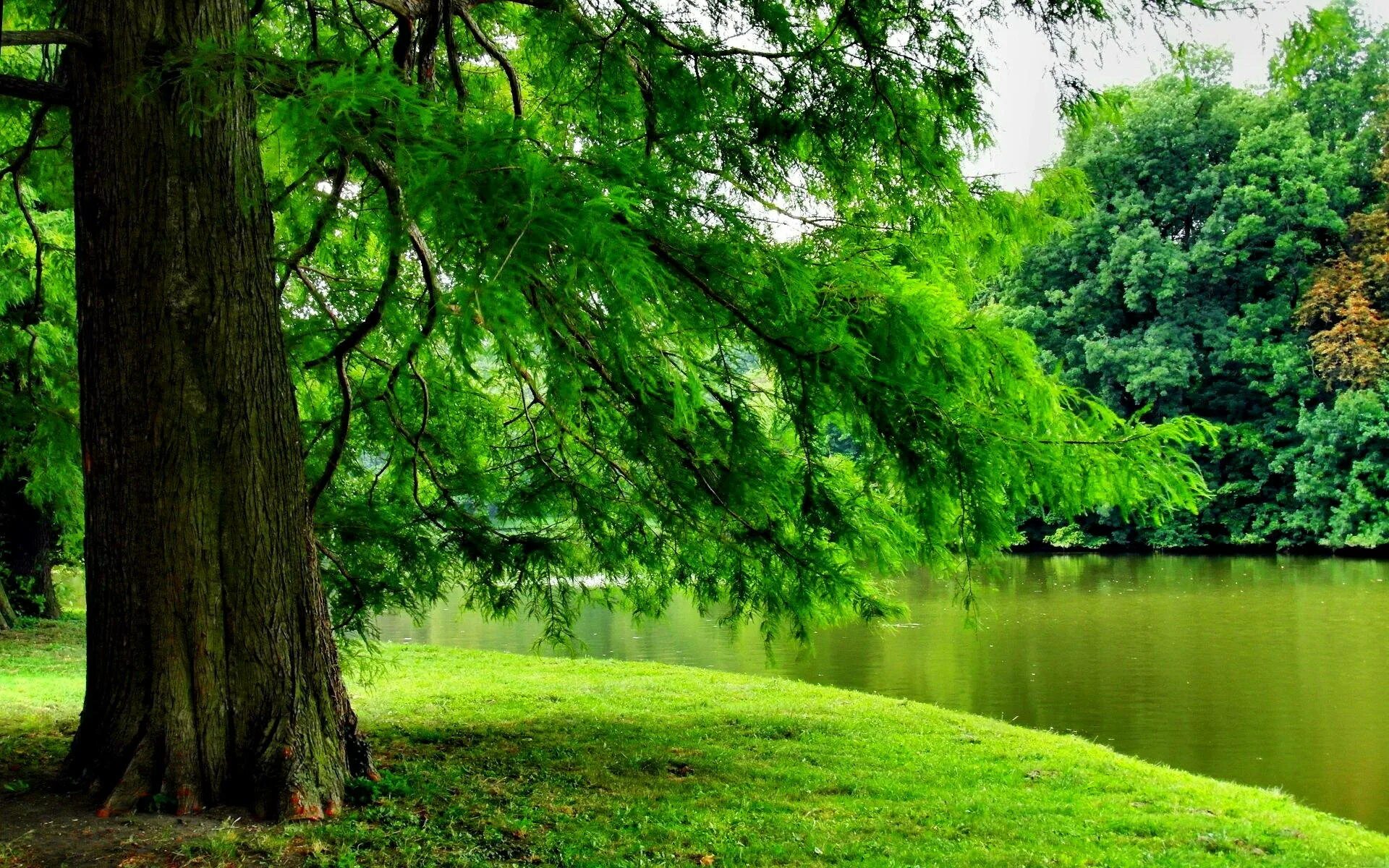 Green trees перевод