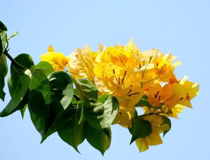 240 ideias de Bougainvillea buganvílias, bougainvillea, flores