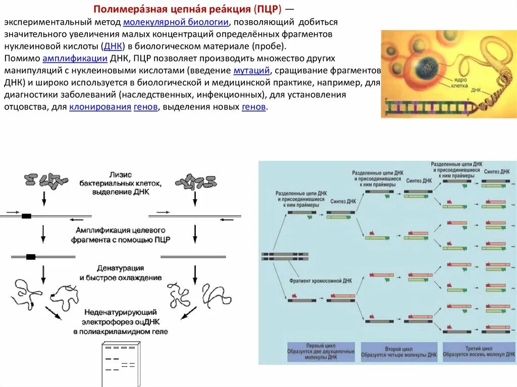 Молекулярно-биологический метод. Полимеразная цепная реакция (ПЦР).. Амплификация ДНК методом ПЦР. Полимеразная цепная реакция ПЦР принцип ПЦР. Схема амплификации фрагмента ДНК при ПЦР.