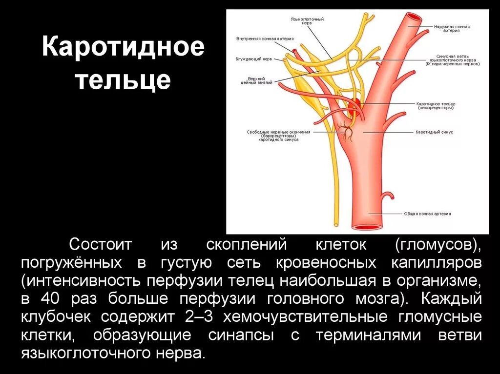 Сосуды каротидного синуса. Каротидные хеморецепторы. Артерия каротидного синуса. Иннервация каротидного синуса. Общая сонная артерия находится