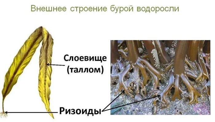 Слоевище бурых водорослей. Ризоиды бурых водорослей. Таллом ламинарии. Ризоиды ламинарии. Ризоид бурых водорослей