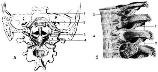 Атланто затылочный сустав. Атланто-затылочный сустав пластическая анатомия. Атланто-аксиальное сочленение. Соединения позвонков соединения позвоночного столба с черепом.
