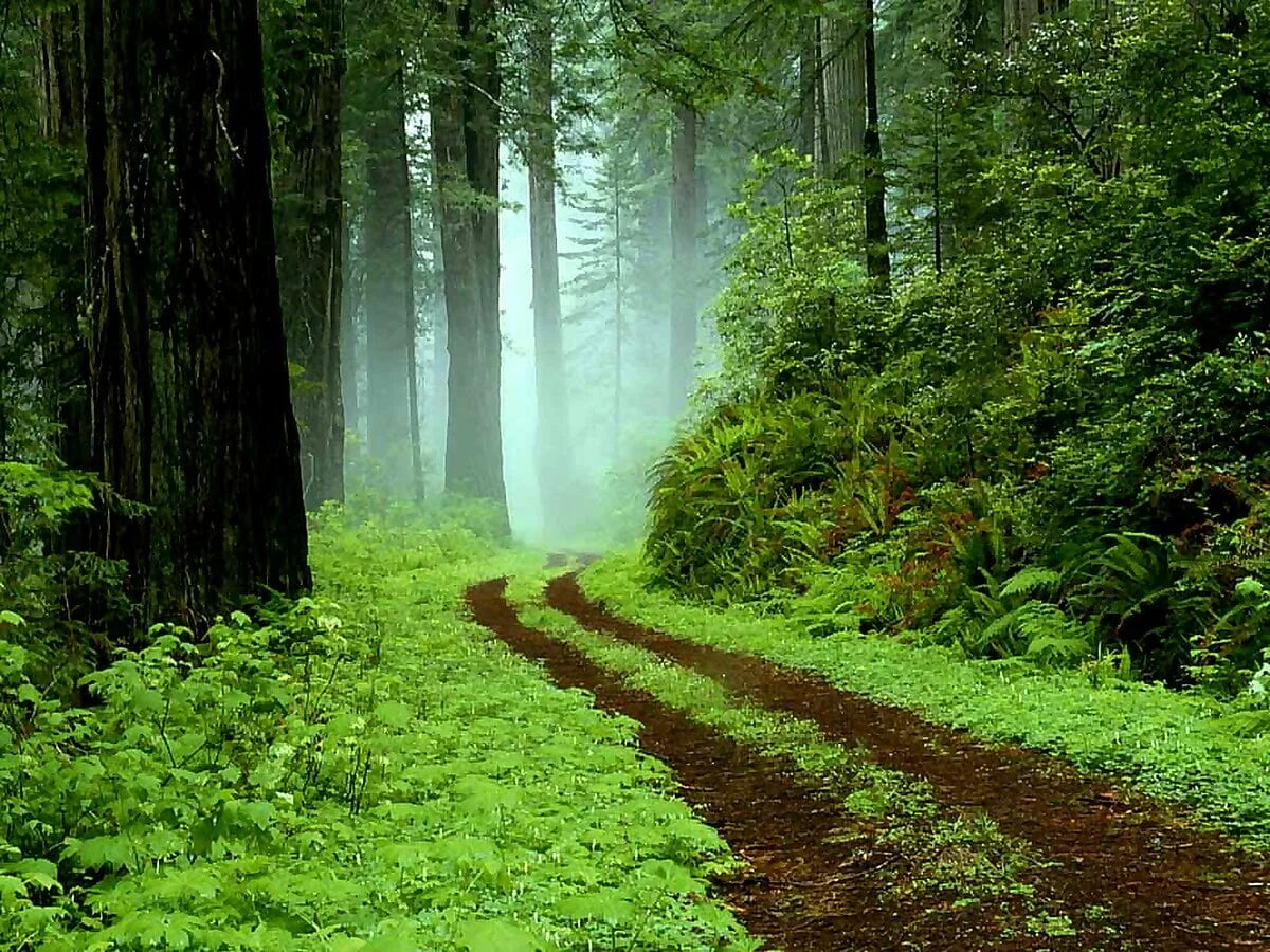 Как хорошо летом в лесу густая. Лес Броселианд. Красивый лес. Лесная дорога. Красивые места в лесу.