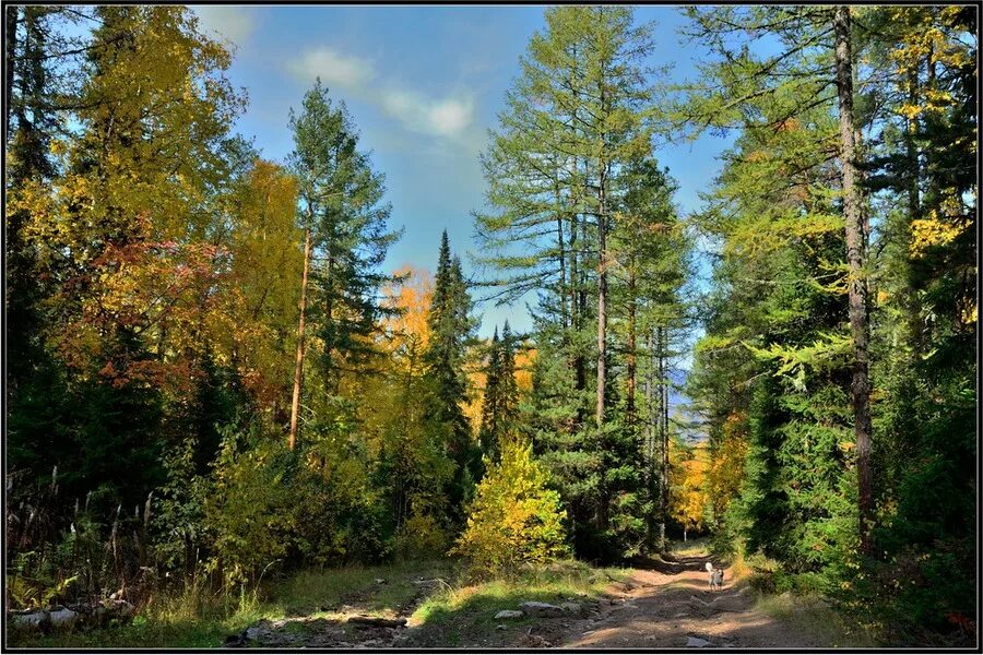 темнохвойная смешанная пихтово-кедрово-еловая тайга. светлохвойная лиственничная тайга. лиственница сибирская тайга. тайга хвойный бор непроходимая. темнохвойная пихтовая тайга сибирь.