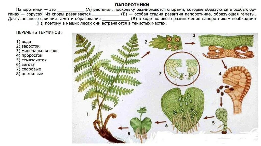 Размножение папоротников вайями. Споровое размножение папоротников. Размножение папоротников схема. Бесполое размножение папоротников.