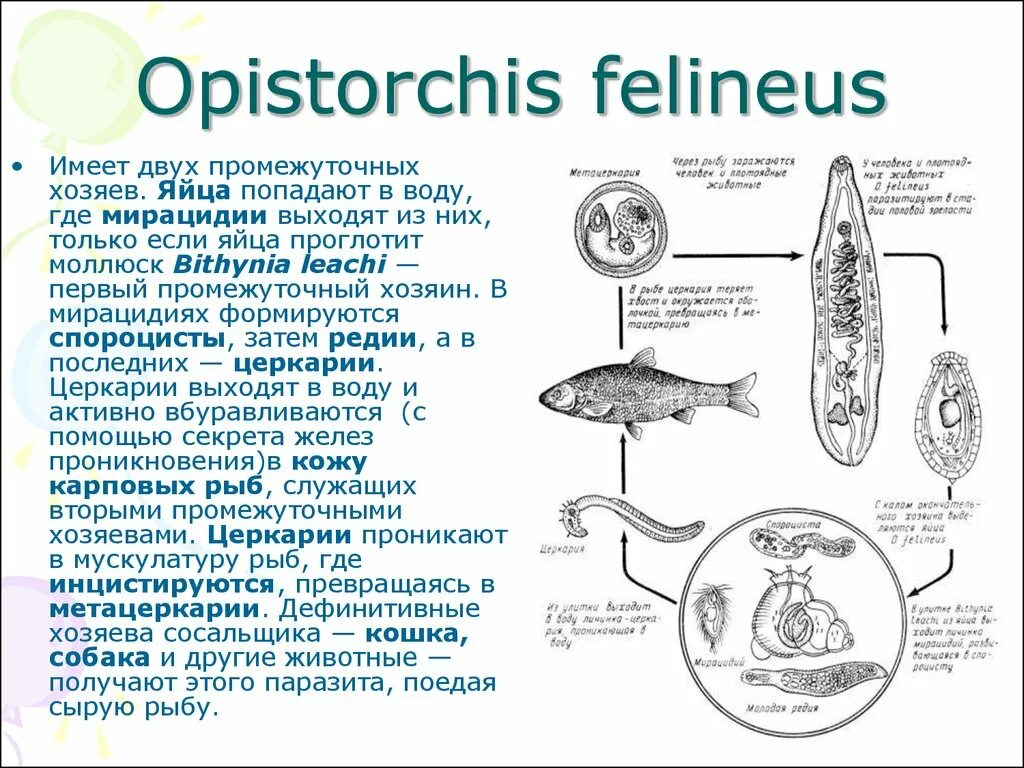 Opisthorchis felineus промежуточный хозяин. Описторхис фелинеус жизненный цикл. Opisthorchis felineus жизненный цикл. Сколько промежуточных хозяев имеет кошачий сосальщик