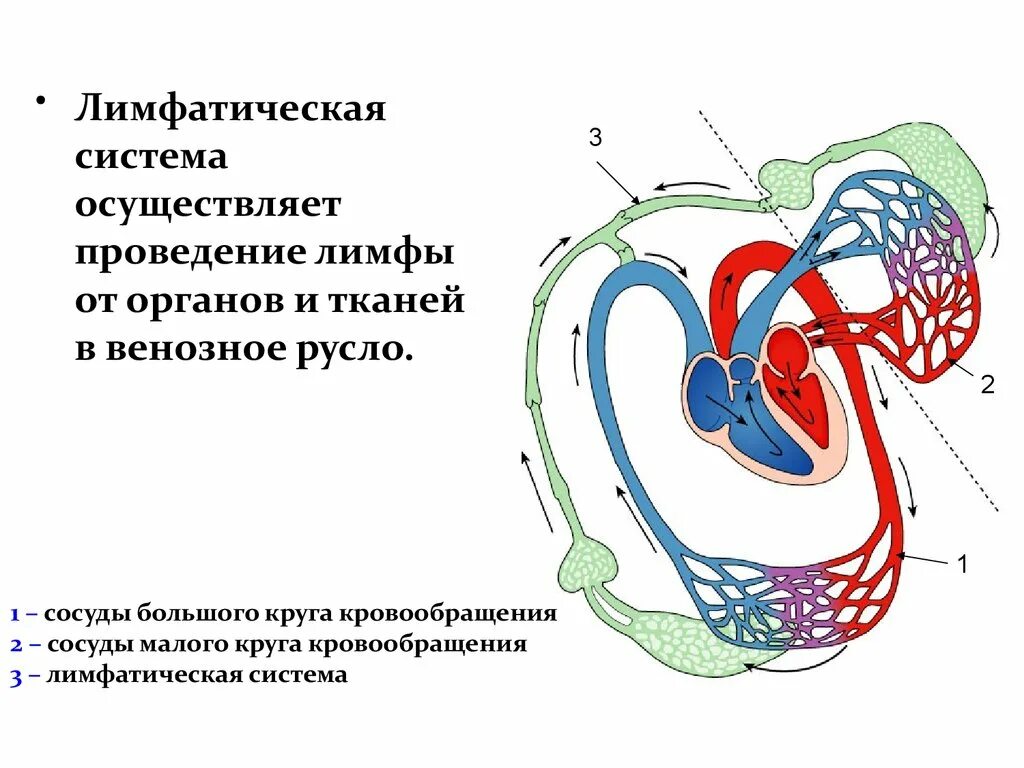 Лимфатические сосуды несут. Схема связи кровообращения и лимфообращения. Схема тканевой жидкости и лимфы. Кровоток и лимфоток схема. Лимфатическая система с кровообращением.