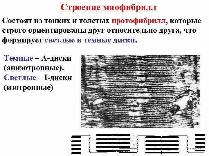 Миофибриллы состоят из. Темные диски миофибрилл образованы. Строение миофибриллы электронограммы. Ультраструктура миофибрилл. Схема строения миофибриллы.