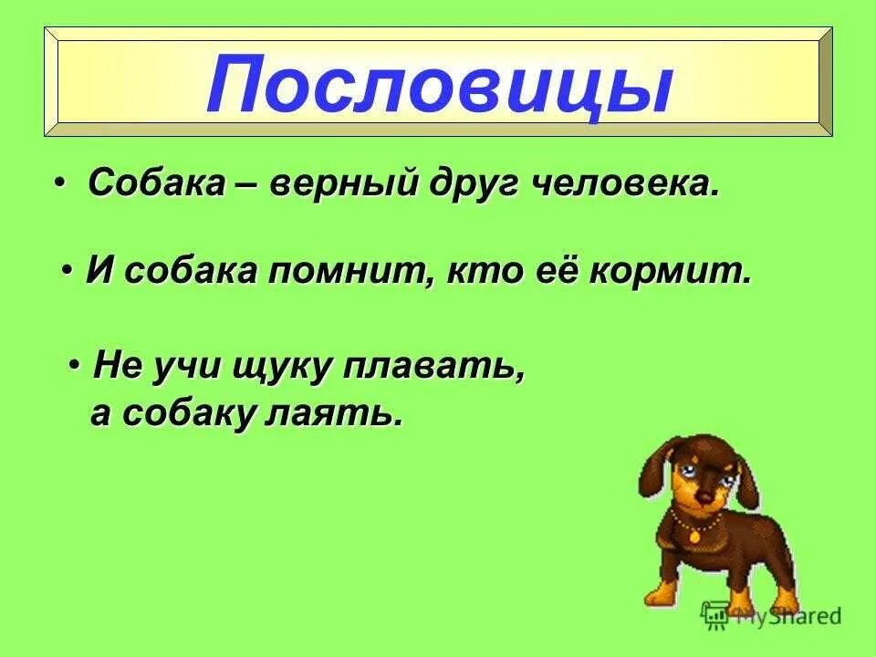 Фразеологизмы про собаку. Фразеологизмы особаказ. Фразеологизмы со словом собака. Фразеологизм к слову собака.