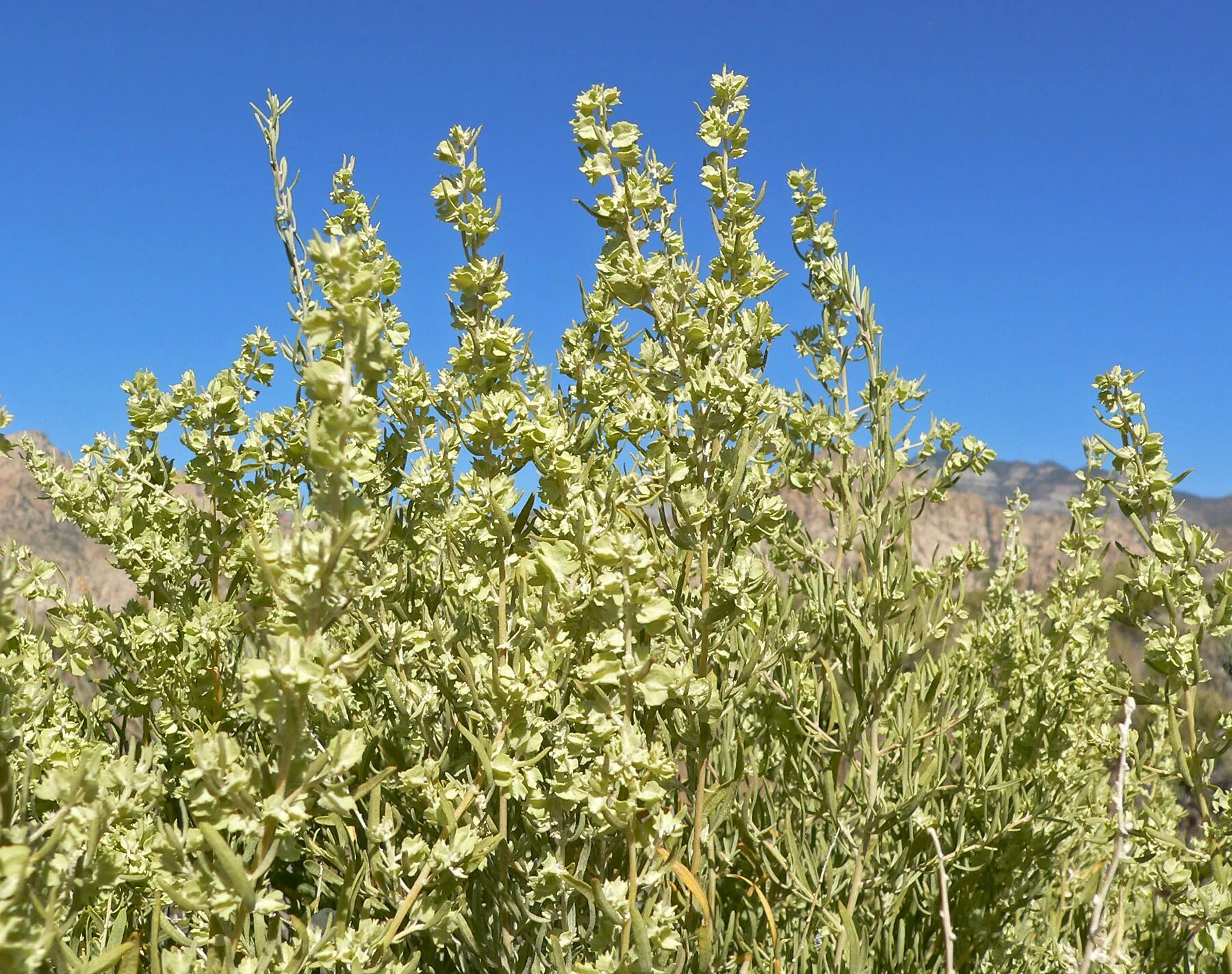 Лебеда (Atriplex). Atriplex canescens. Лебеда копьелистная. Лебеда Садовая (Atriplex Hortensis).