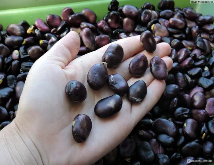 Семена Бобов ПОИСК Русские черные овощных 10 г - цена в Старом Осколе, купить в 