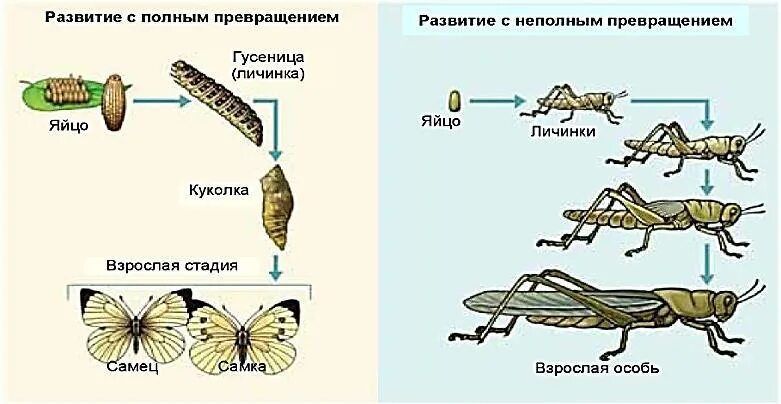Кузнечик превращение полное или неполное - Вопросы и ответы