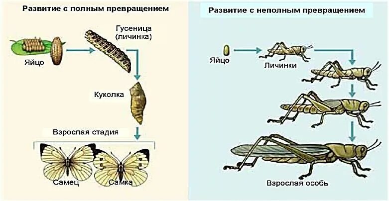 Какой тип развития характерен для европейского керчака. Развитие стадии саранчи стадии постэмбриональное. Лабораторная работа типы и развитие насекомых. Размножение насекомых. Цикл развития кузнечика схема.