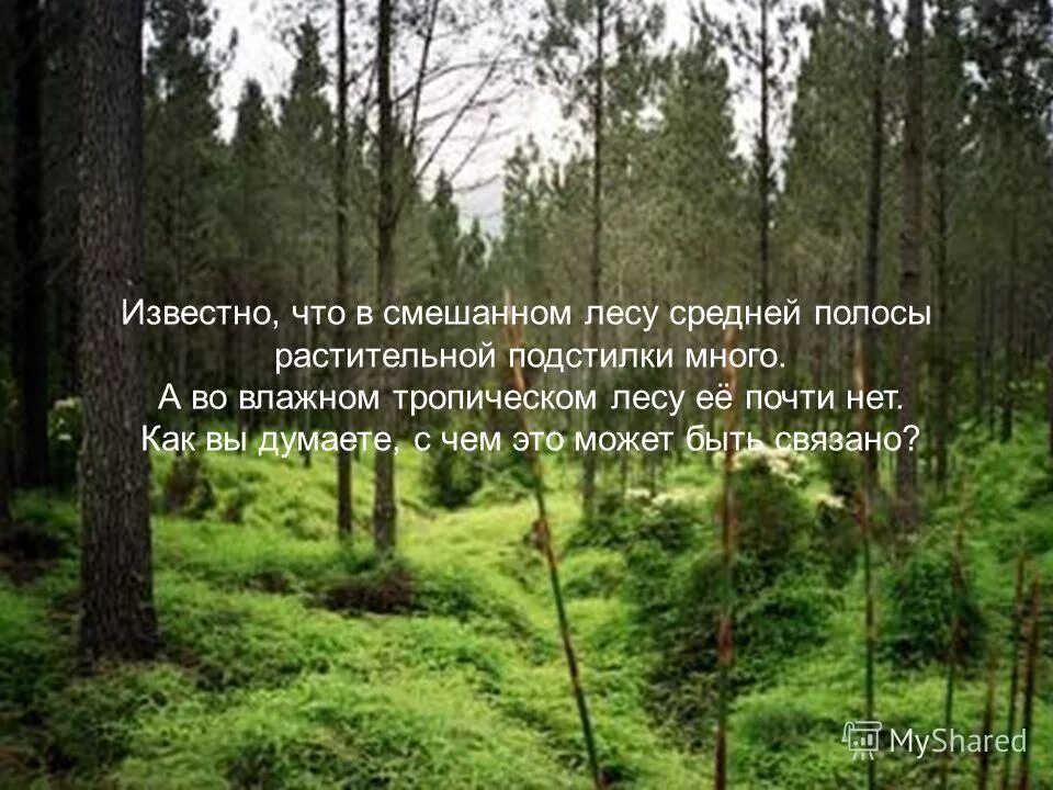воздействие человека на леса. влияние человека на природные сообщества.