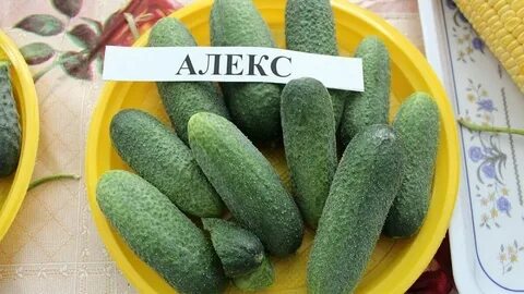 Алекс семена