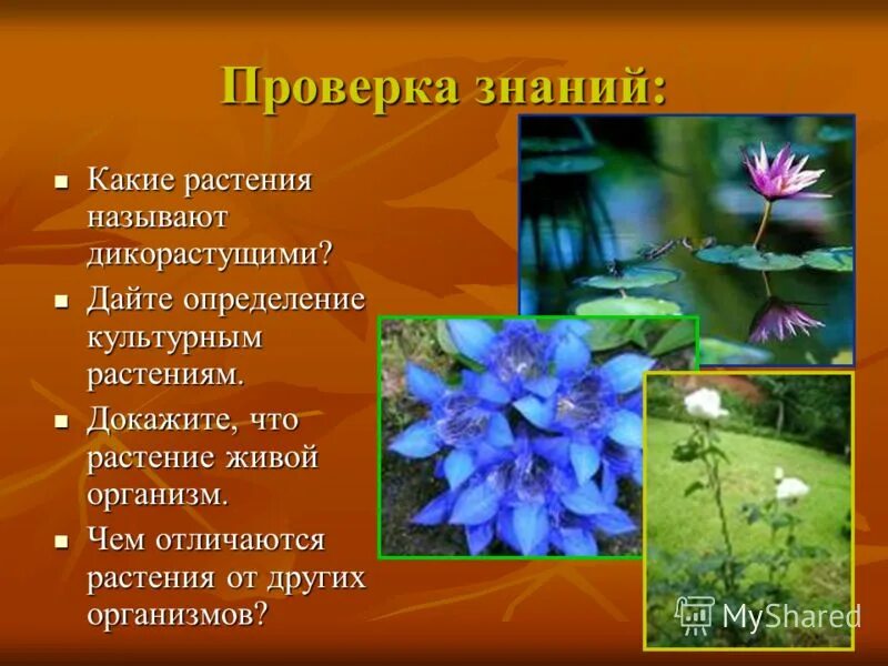 Цветок это видоизмененный генеративный побег. Видоизмененные побеги лука. Цветок является видоизмененным побегом. Докажите что цветок является. Цветок это видоизменённый укороченный побег.