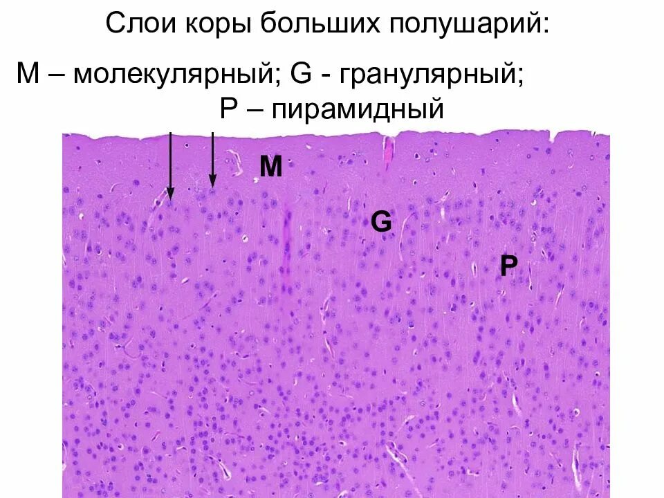 Слои коры полушарий. Слои коры больших полушарий. Слои клеток коры больших полушарий. Молекулярный слой коры больших полушарий. Слои коры полушарий большого.