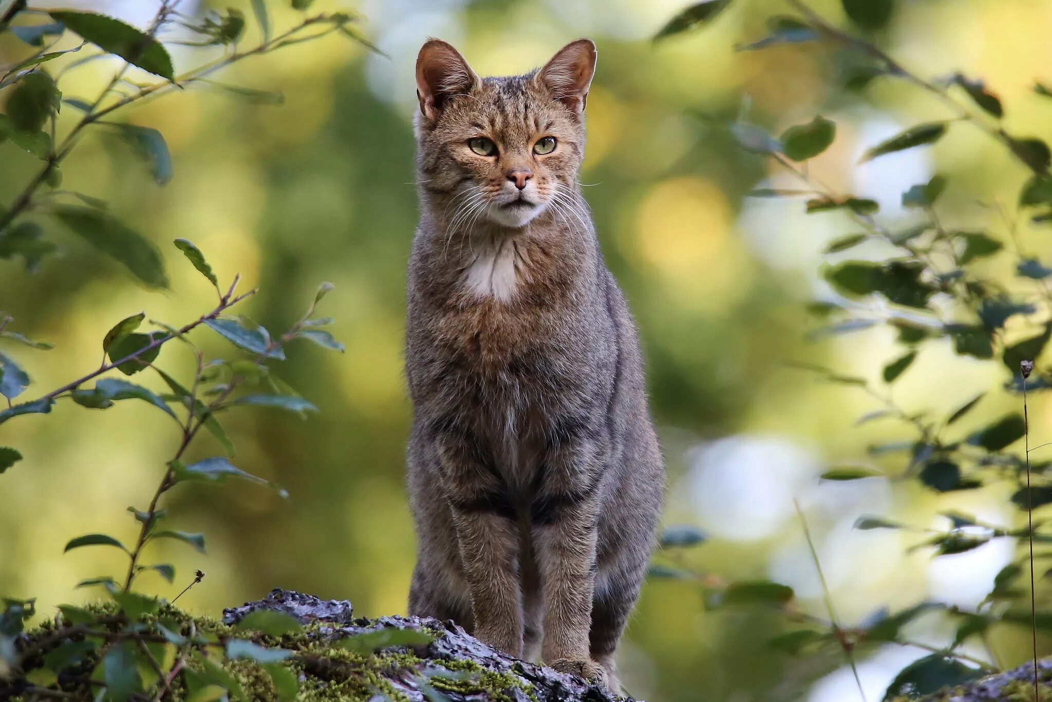 Как есть животное кошка. Европейская Дикая Лесная кошка. Европейский дикий Лесной кот. Кавказский дикий Лесной кот. Лесная кошка (Felis Silvestris).