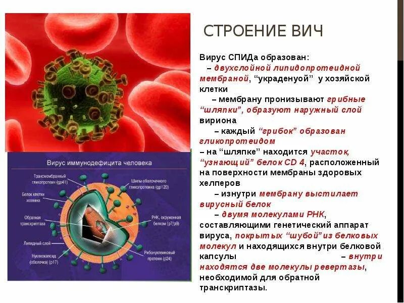 Спид вызван вирусом. Синдром приобретённого иммунного дефицита вирус ВИЧ. Строение вириона ВИЧ инфекции. Строение клетки ВИЧ инфекции. Вирус ВИЧ вызывает синдром приобретённого иммунного дефицита.