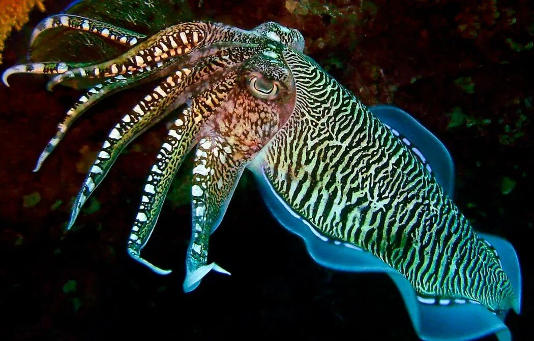Фараонова каракатица. Морские головоногие моллюски. Головоногие моллюски кальмар. Головоногие каракатицы. Головоногая рыба