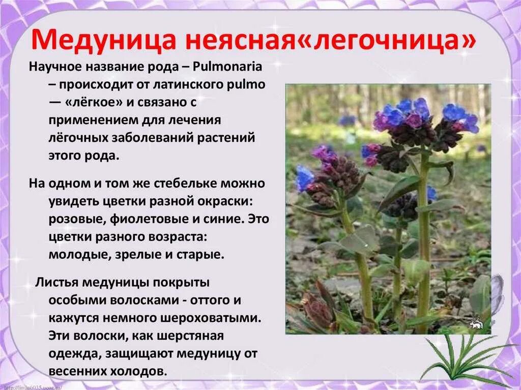 Медуница лекарственная для чего. Медуница растение. медуница трава лечебные. медуница ядовитая. медуница корневище.