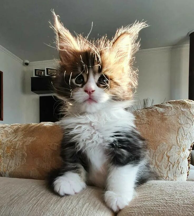 Открытки с проснутием прикольные. С проснутием картинки смешные. С проснутием открытки. Доброго утра всем с проснутием. Открытки с добрым утром наталья.