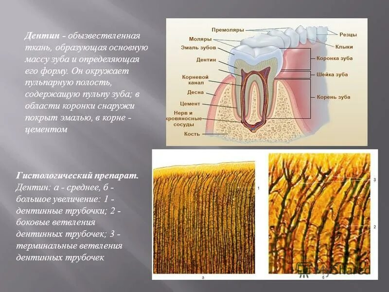 Структурное строение дентина. Дентин определение. Гистологическое строение дентина. Строение и функции дентина зуба. Дентин определение.