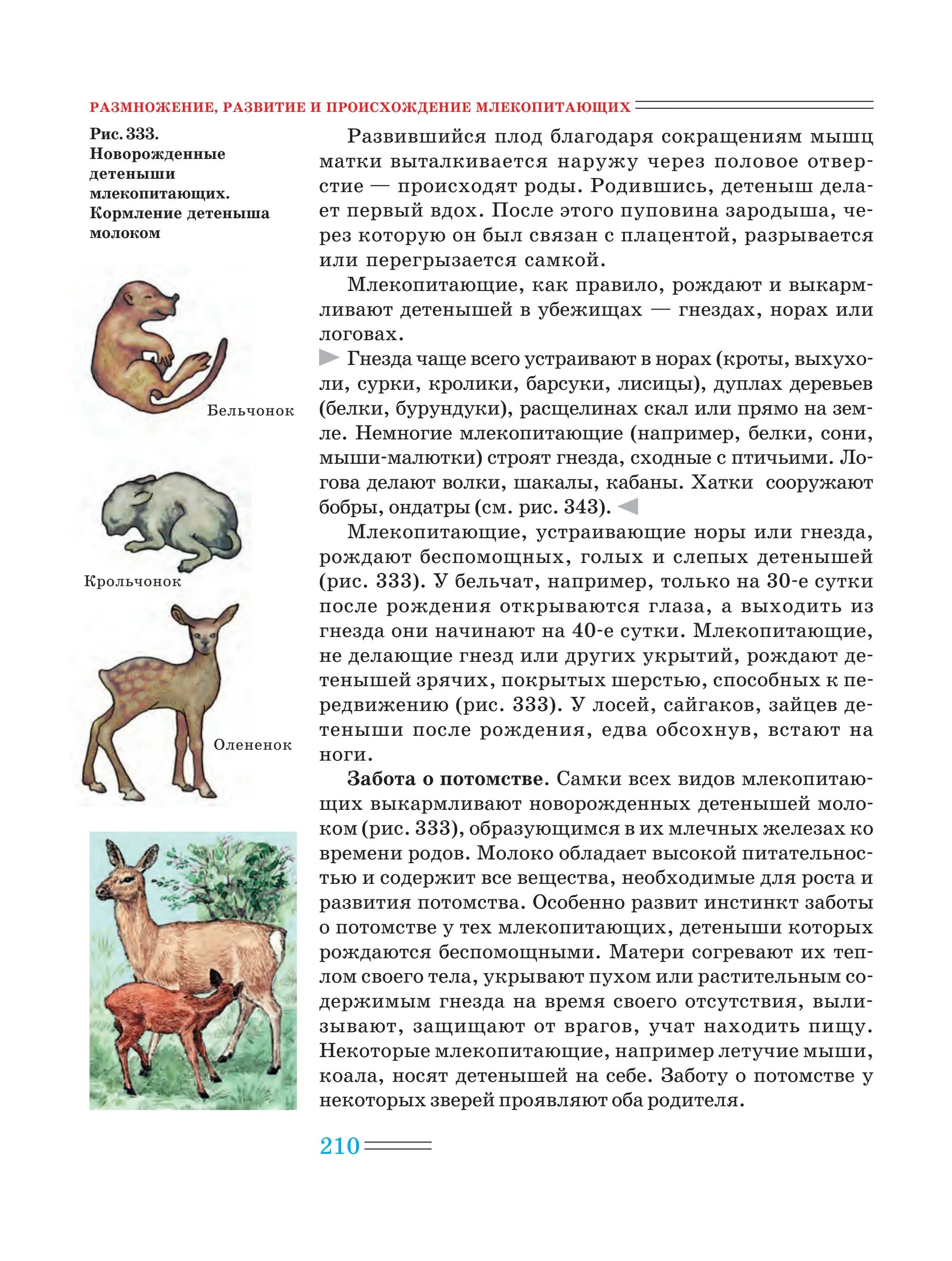 Биология 7 класс размножение развитие. Развитие детенышей млекопитающих. развитие потомства у млекопитающих. типы развития детенышей у млекопитающих. размножение млекопитающих.