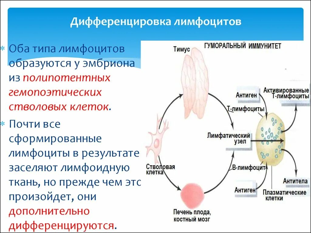 Дифференцировка в лимфоцитов. Этапы дифференцировки в лимфоцитов. Дифференцировка лимфоидных клеток. Этапы дифференцировки т лимфоцитов. Т лимфоциты образуются в