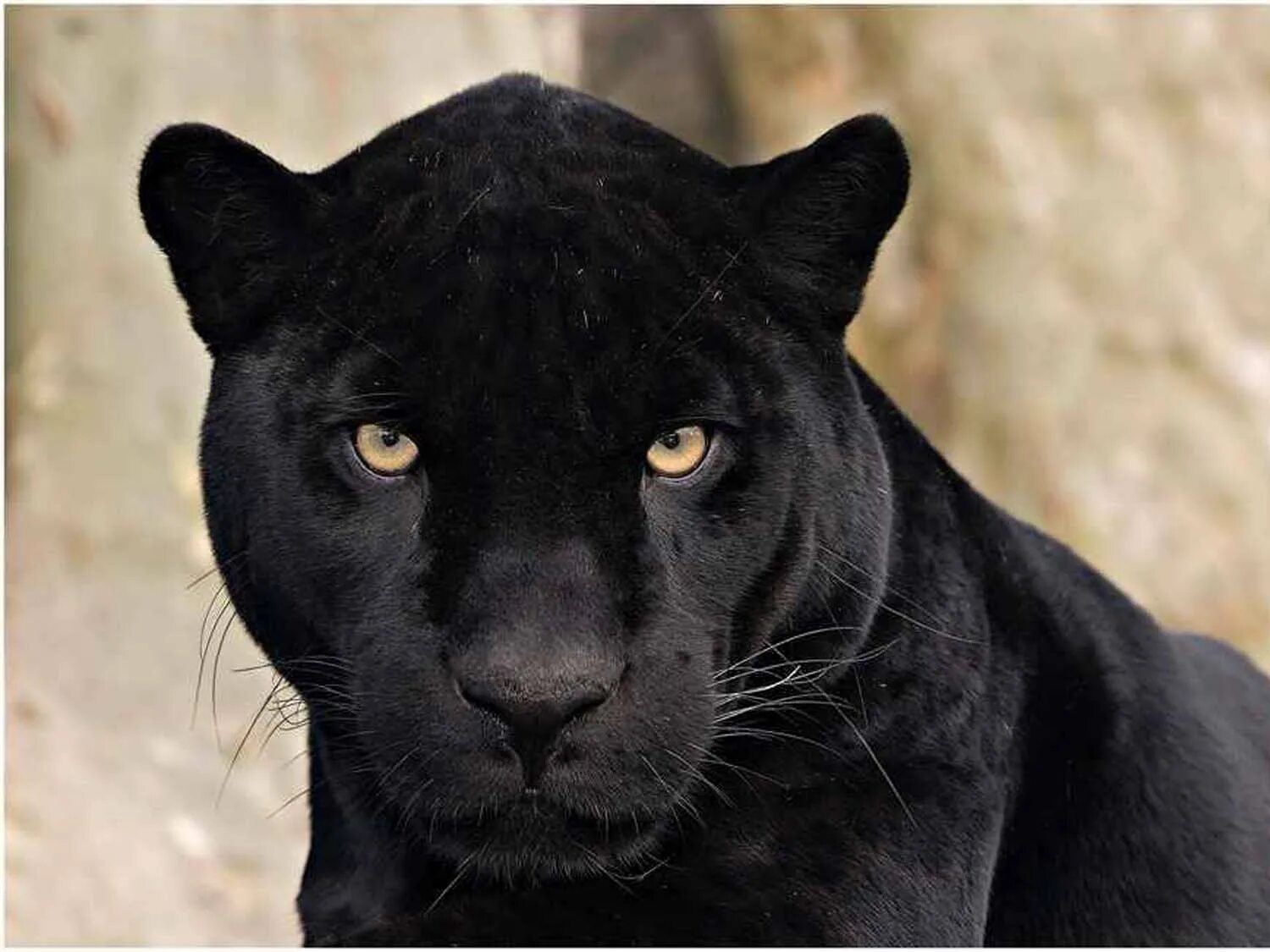 Черные большие рисунки. Взгляд пантеры. Ягуар черный с голубыми глазами. Белая пантера. Взгляд Багиры.