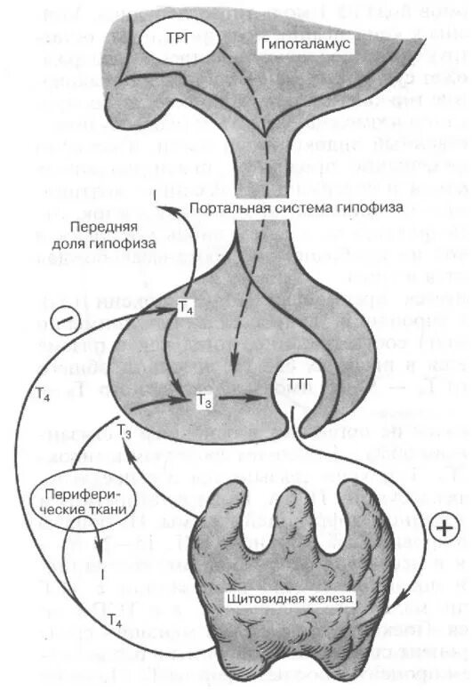 Гипоталамо гипофизарная система и щитовидная железа. Схема регуляции щитовидной железы. Гипоталамус гипофиз щитовидная железа схема. Гипоталамо-гипофизарная регуляция гормонов щитовидной железы. Гипофиза гипоталамо гипофизарная система