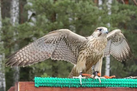Сафари парк кречет мордовия