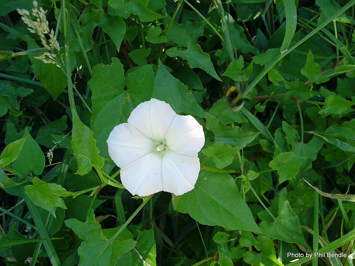 Вьюнок полевой березка. Вьюнок полевой (convolvulus arvensis). Сорняк вьюнок полевой березка. Сорняк березка. Вьюнок полевой.