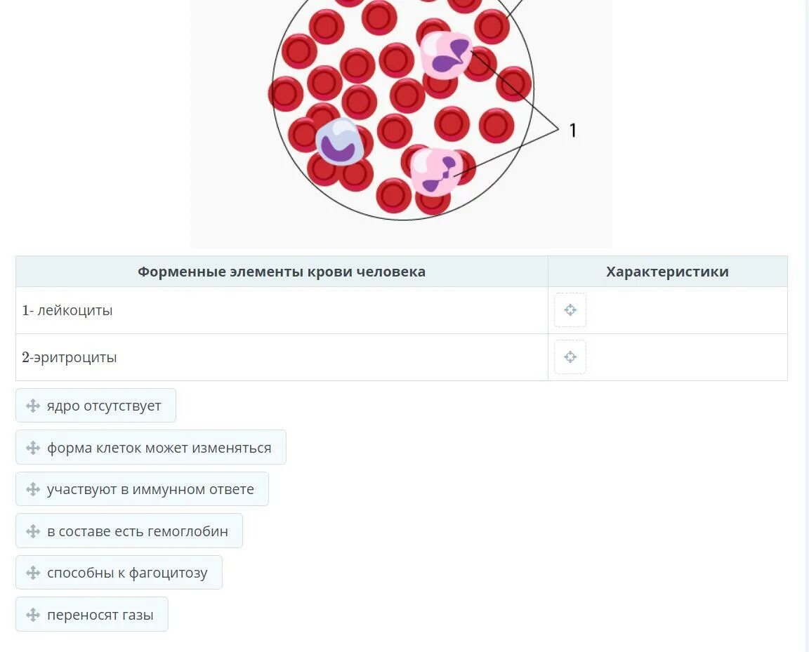 Форменные элементы крови. Кровяные форменные элементы. Кровь и форменные элементы крови рисунок. Элементы крови с ядрами