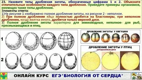 Характерным для дробления зиготы