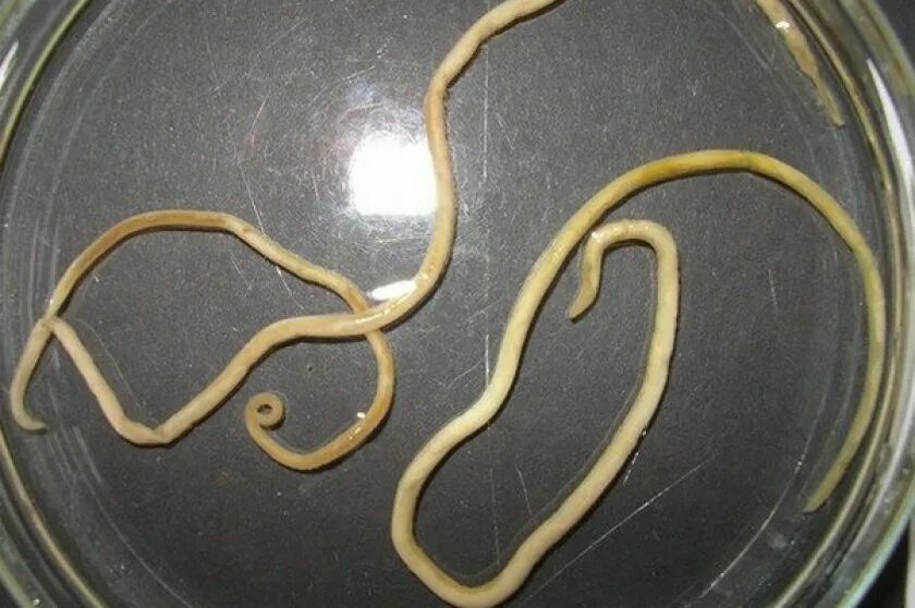 В каком органе обитает взрослая особь аскариды. Кошачьи глисты анкилостома. Ленточные черви нематоды. Ленточные черви белая аскарида.