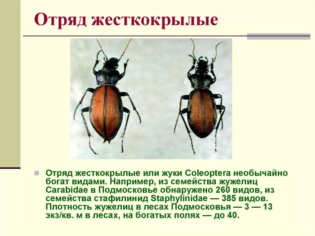 Тип жесткокрылые. Тип ног у жесткокрылых. отряд жесткокрылые или жуки. особенности жесткокрылых. представители отряда жесткокрылые или жуки.