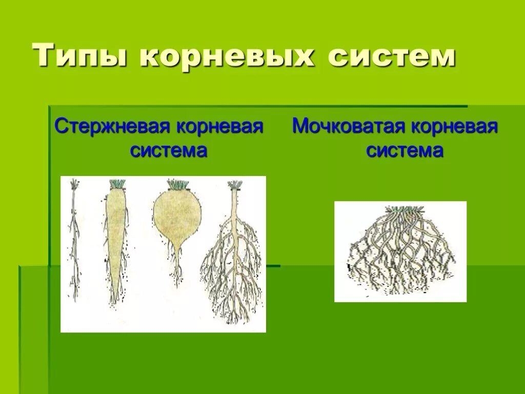 Что относится к корневым. Типы корневых систем стержневая и мочковатая. Стержневая мочковая система корны. Стержневая и мочковатая корневая система.