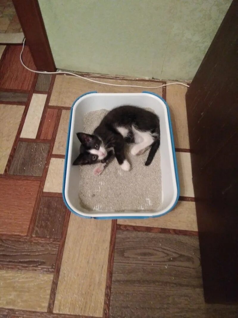 Сколько котята привыкают к новому дому