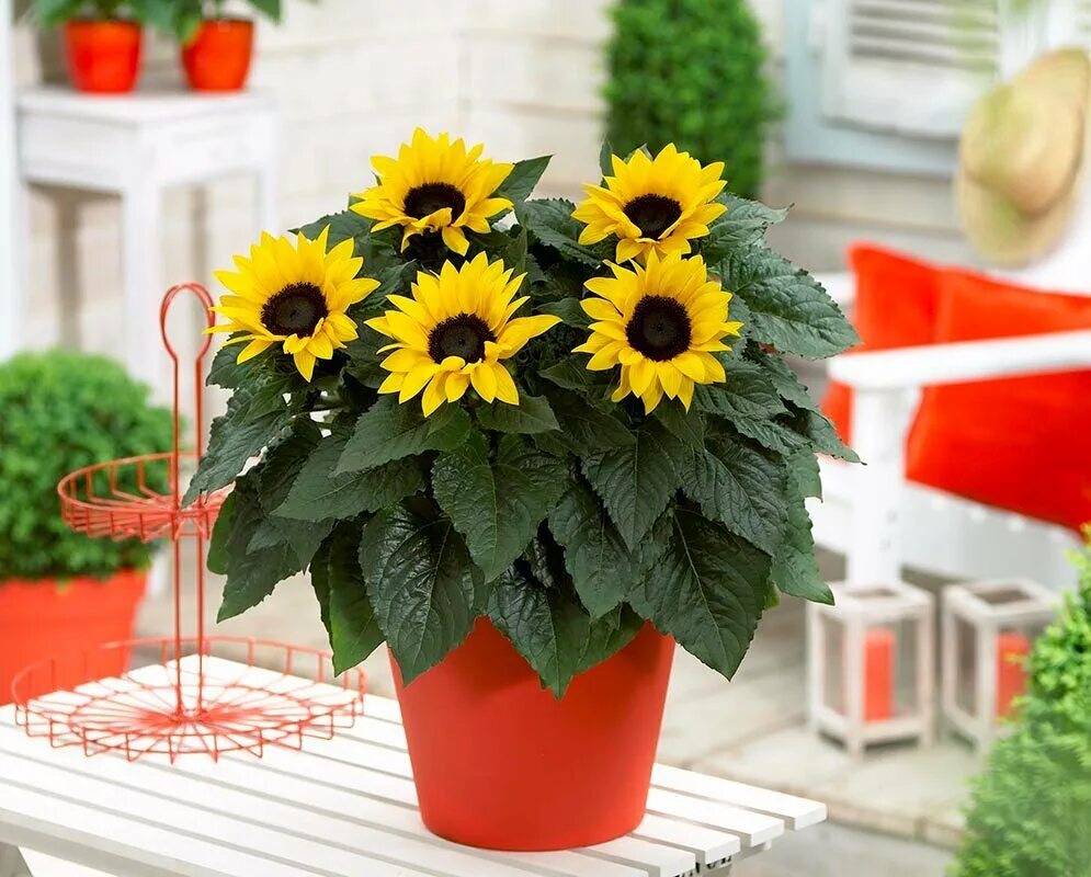 Комнатный подсолнух. Подсолнух низкорослый семена. Подсолнечник санспот карликовый. Искусственный подсолнух в горшке. Подсолнух сорт pacino.