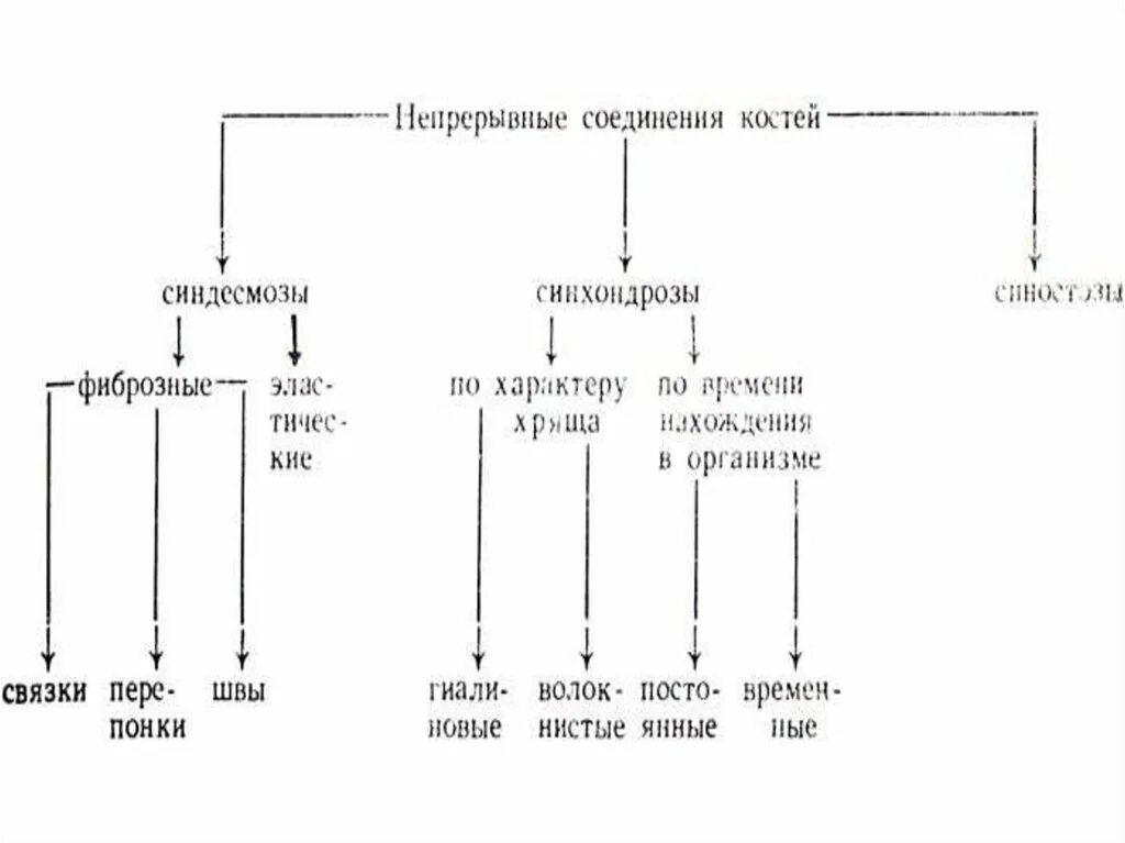 2 соединения костей примеры. Непрерывные фиброзные соединения костей рисунок. Схема непрерывных соединений костей. Классификация соединений костей. Непрерывные соединения костей.. Непрерывное соединение синдесмоз.