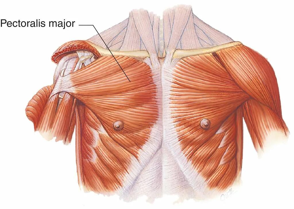 Pectoralis Major мышца. M pectoralis Major прикрепление. Pectoralis Major анатомия. Большая грудная мышца: Ключичная, грудинная..